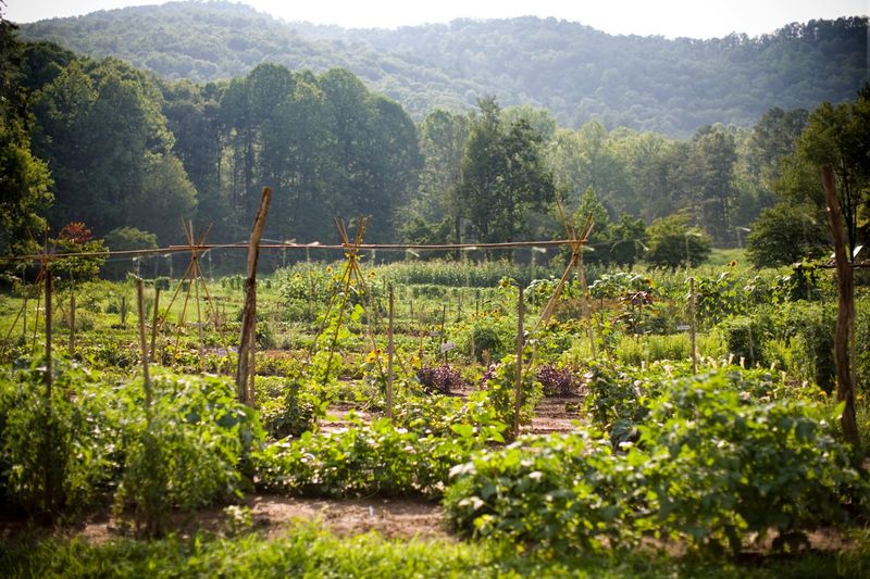 A Farm Tucked Into the Smoky Mountain Foothills