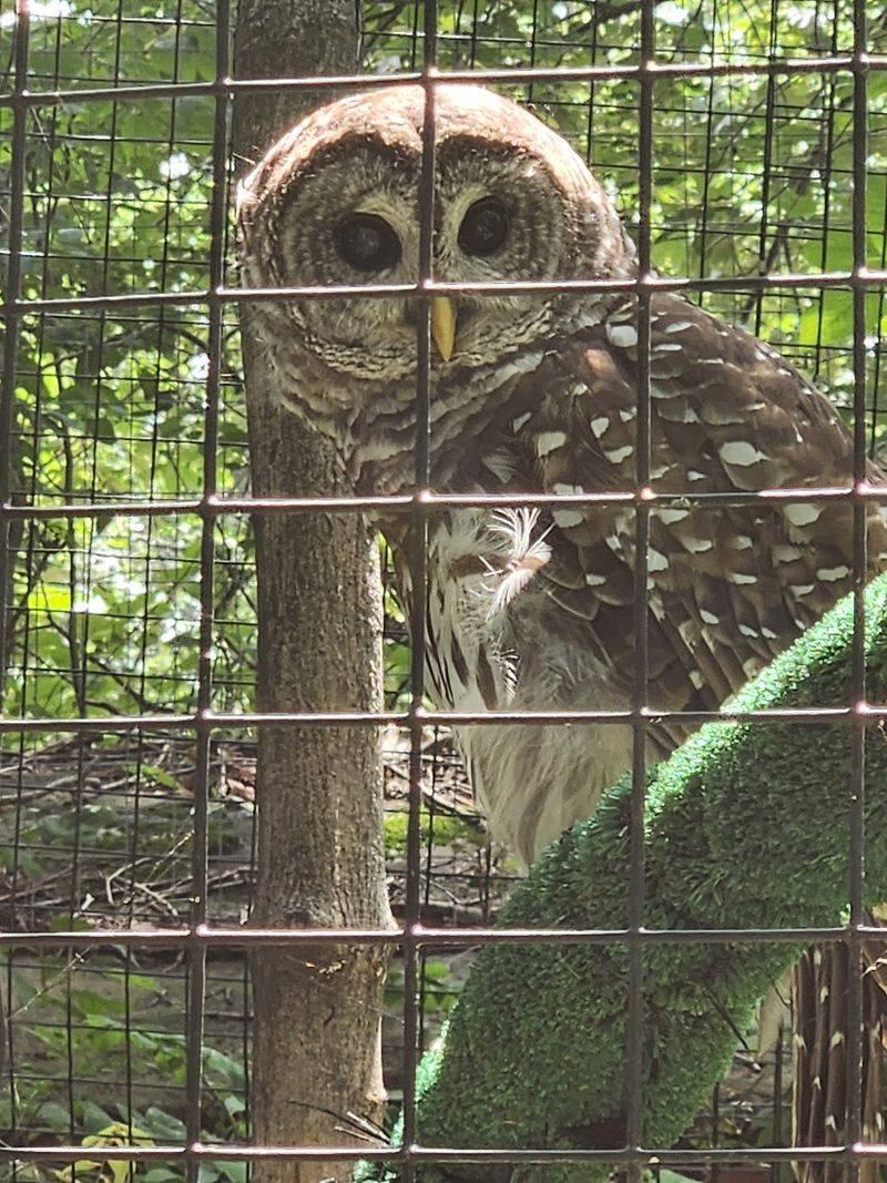 A Feathered Welcome Committee Near the Entrance