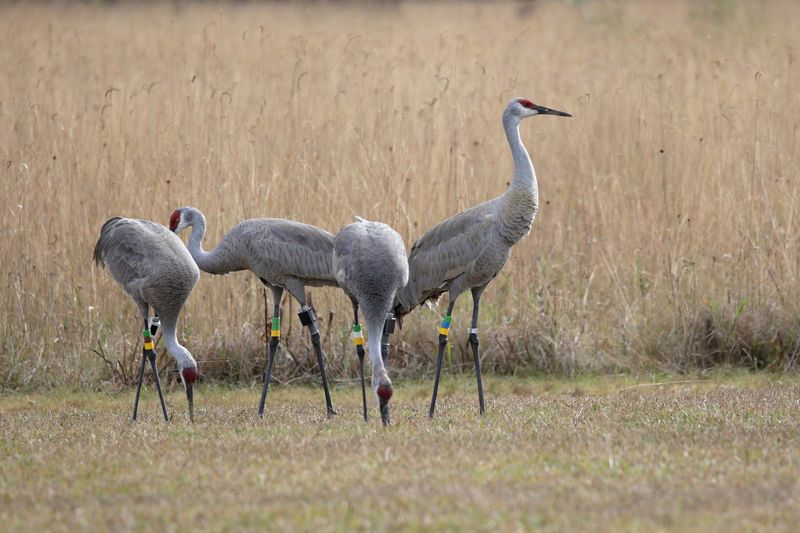 A Flock Found Nowhere Else A Flock Found Nowhere Else