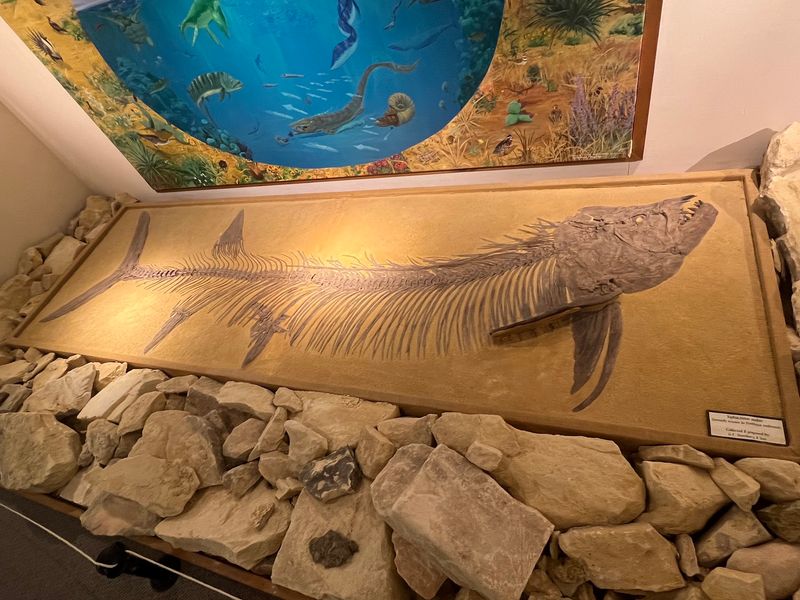 A Fossil Fish Bigger Than You A Fossil Fish Bigger Than You
