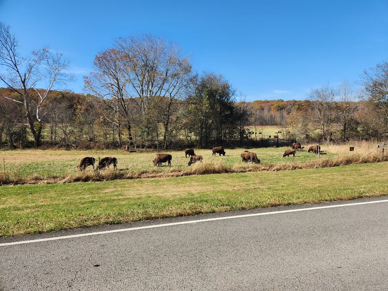 A Free Bison Show on a Quiet Tennessee Back Road
