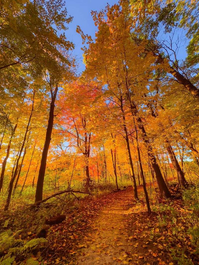 A Free Woodland Escape in the Northern Metro A Free Woodland Escape in the Northern Metro