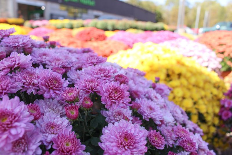 A Garden Center That Changes With the Seasons A Garden Center That Changes With the Seasons