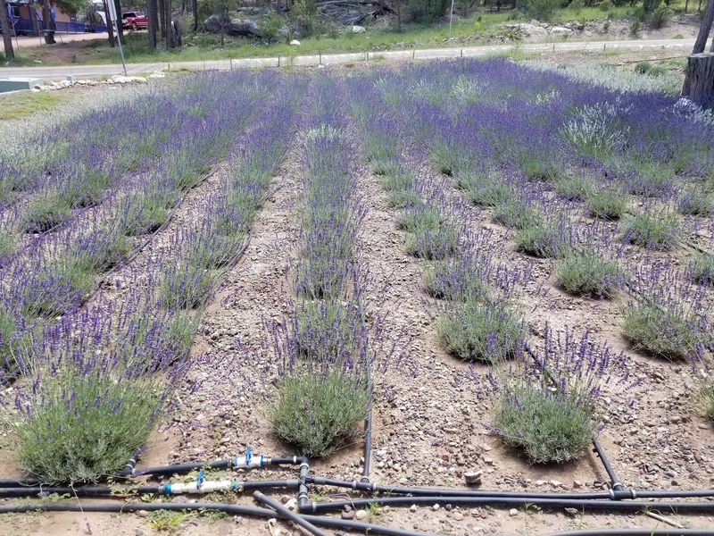 A Garden Path Through the Lavender