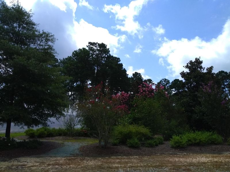 A Garden Tucked Beside College Road