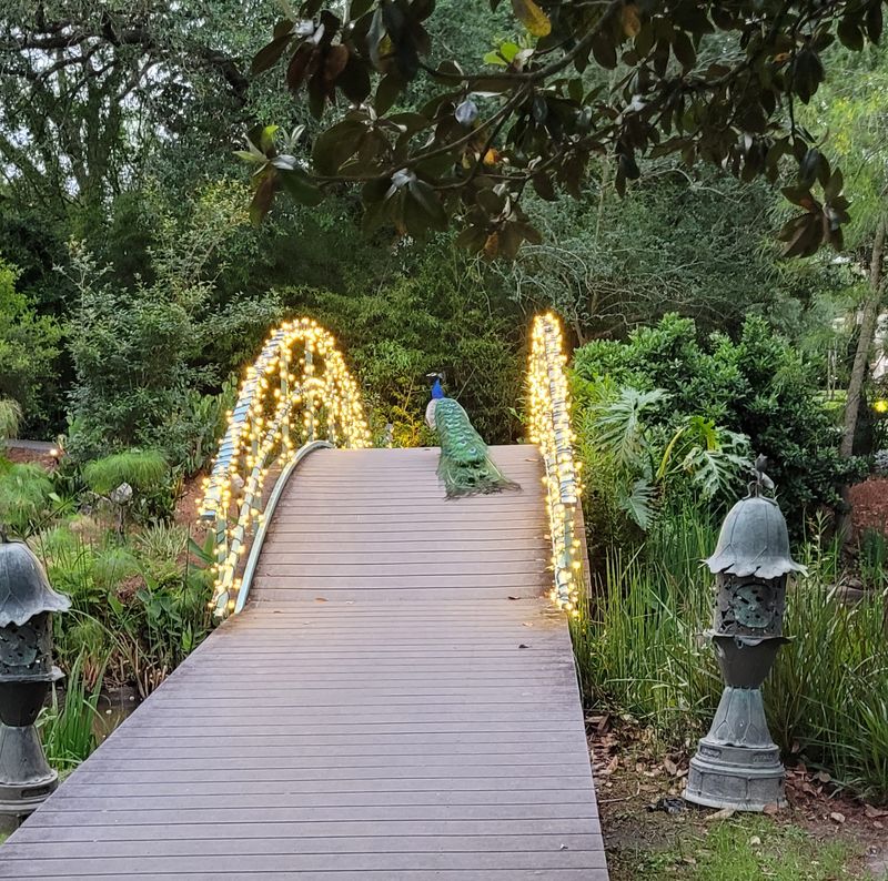 A Garden Walk Where Peacocks Lead the Way A Garden Walk Where Peacocks Lead the Way