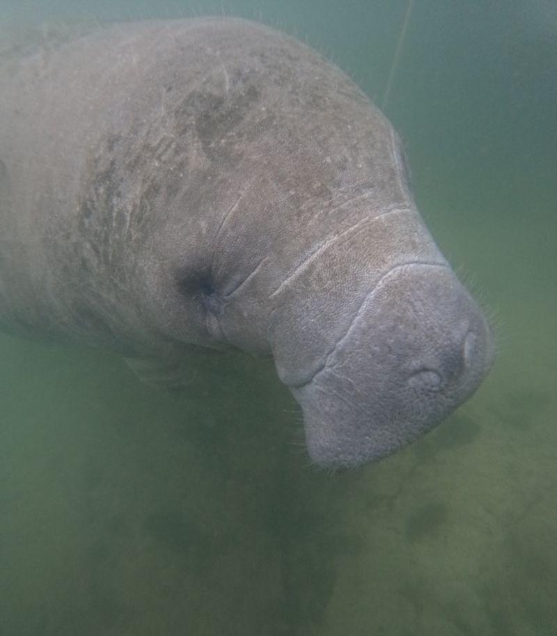 A Gentle Giant Encounter Worth the Drive A Gentle Giant Encounter Worth the Drive