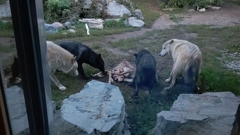 A Glass-Walled Window Into Wolf Country
