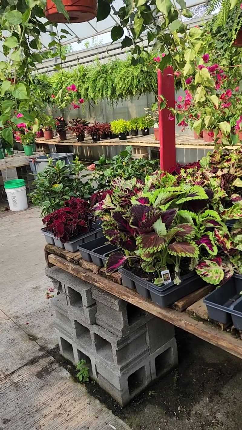 A Greenhouse Inside the Grocery Run