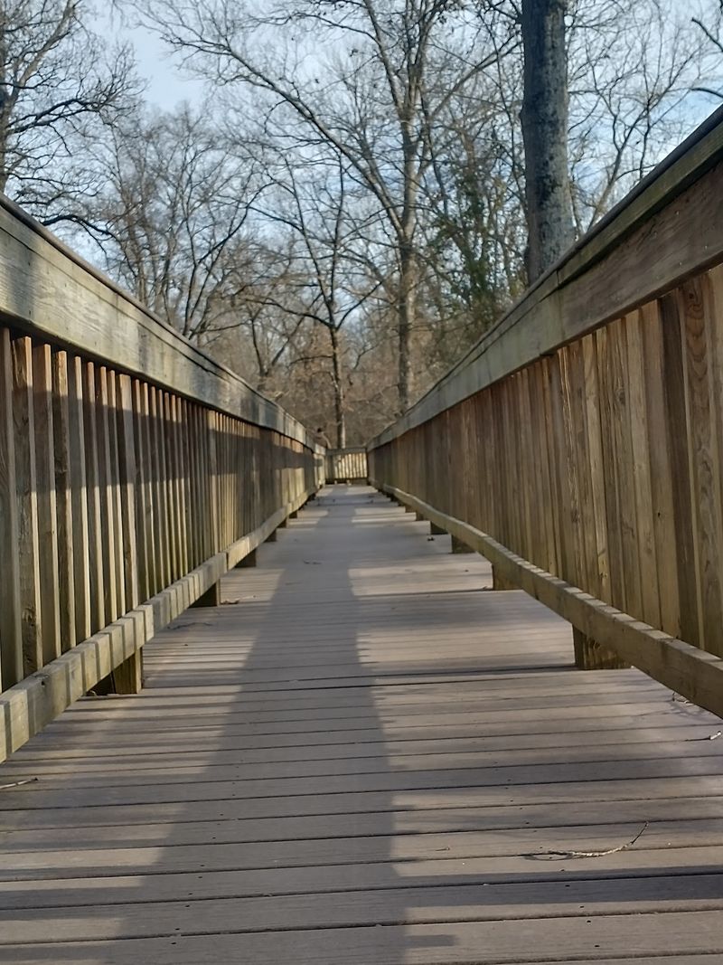 A Hidden Boardwalk Near Morris