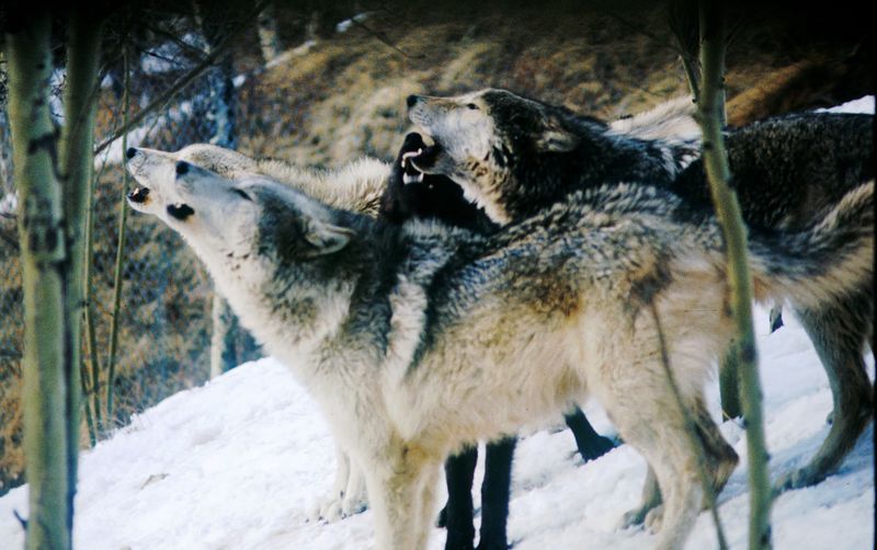 A Howl That Gets an Answer