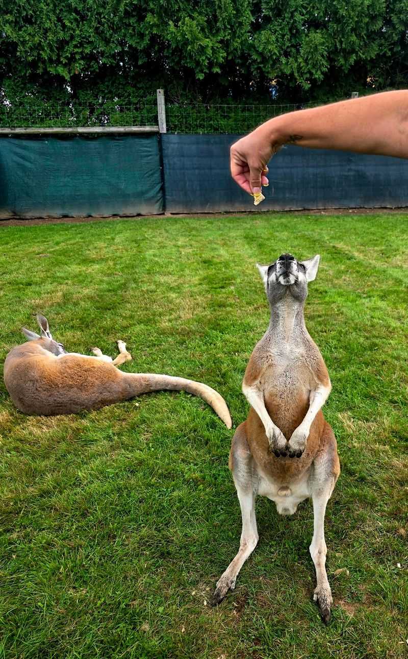 A Kangaroo Farm in the Poconos Foothills