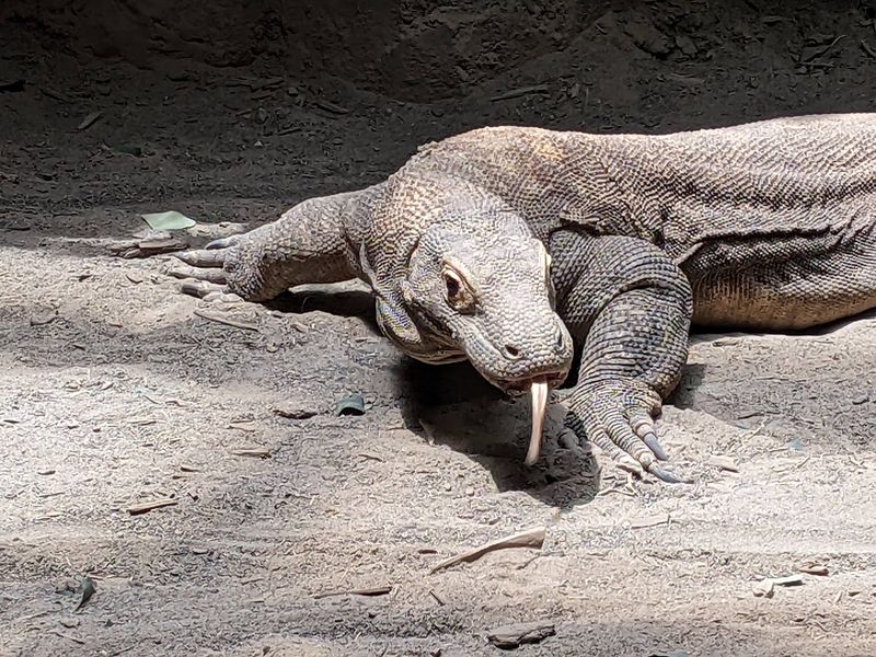 A Komodo Dragon Face to Face