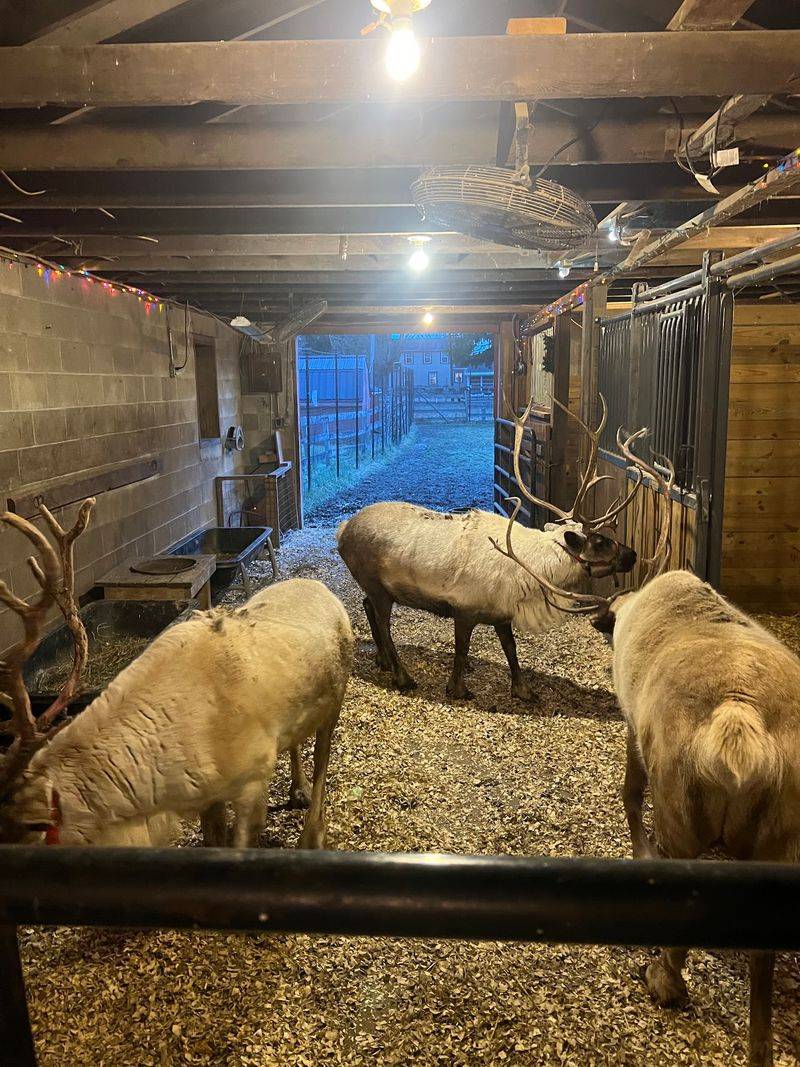 A Lantern-Lit Walk To Meet The Herd