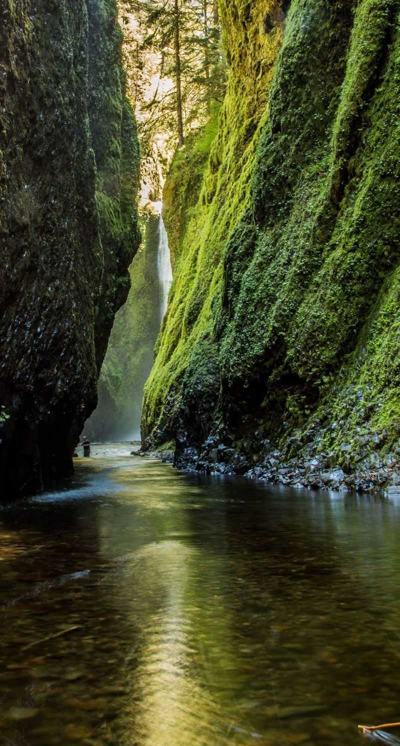 A Mossy Slice of the Columbia River Gorge