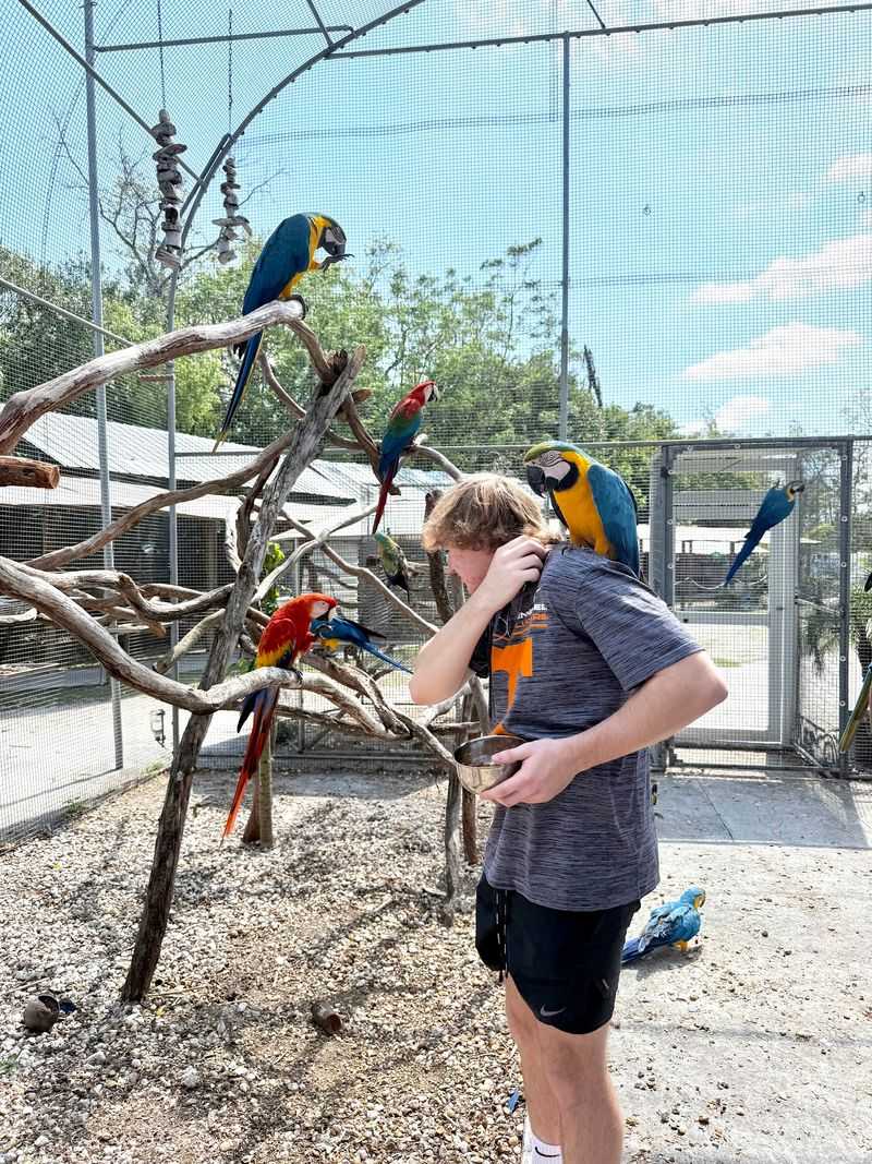 A Parrot Haven in Pasco County