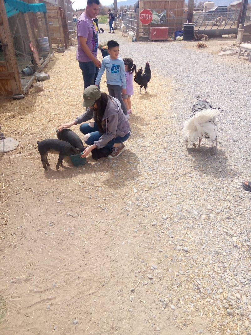 A Petting Zoo That Lets Animals Mingle