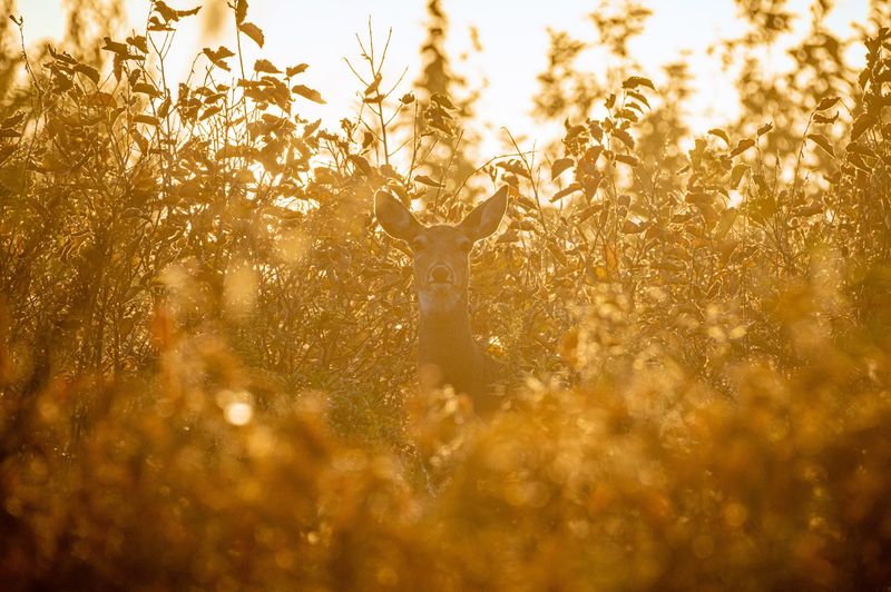 A Photographer's Gold Mine A Photographer's Gold Mine