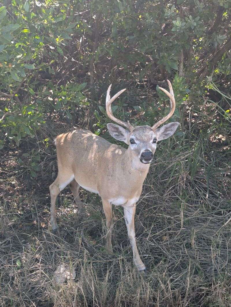 A Pocket-Sized Deer With a Whole Refuge to Itself A Pocket-Sized Deer With a Whole Refuge to Itself