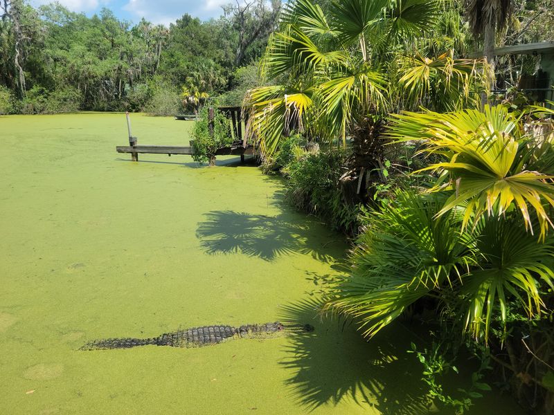 A Pontoon Ride Through a Real Sulfur Swamp A Pontoon Ride Through a Real Sulfur Swamp