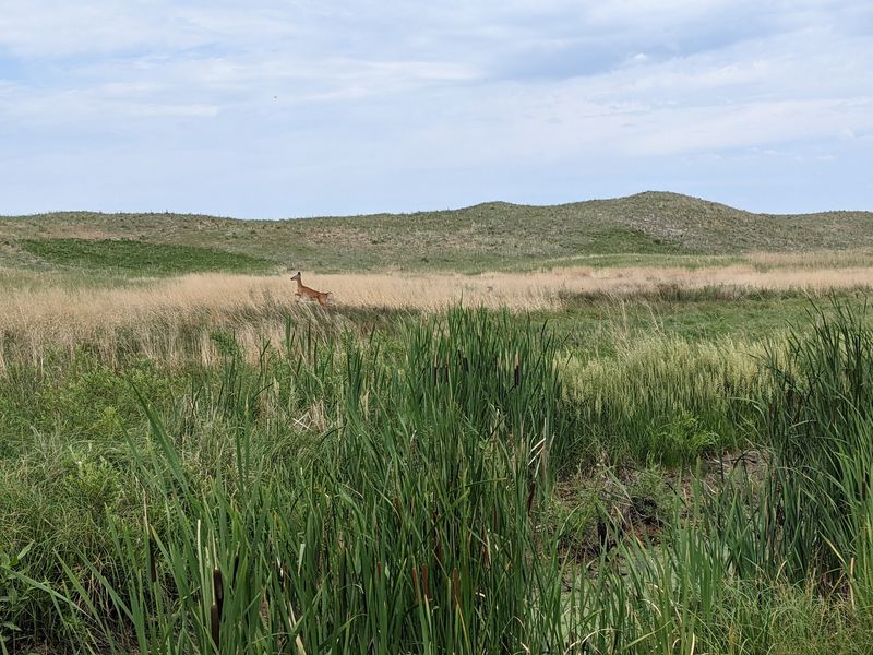 A Prairie Safari Without the Zebras