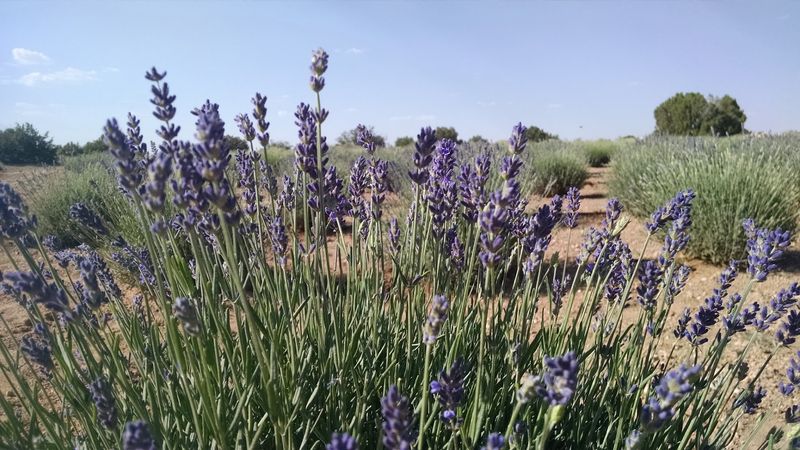 A Purple Pocket in the Arizona High Country