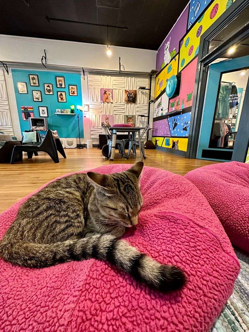 A Purr-Worthy Stop Worth Planning Around
