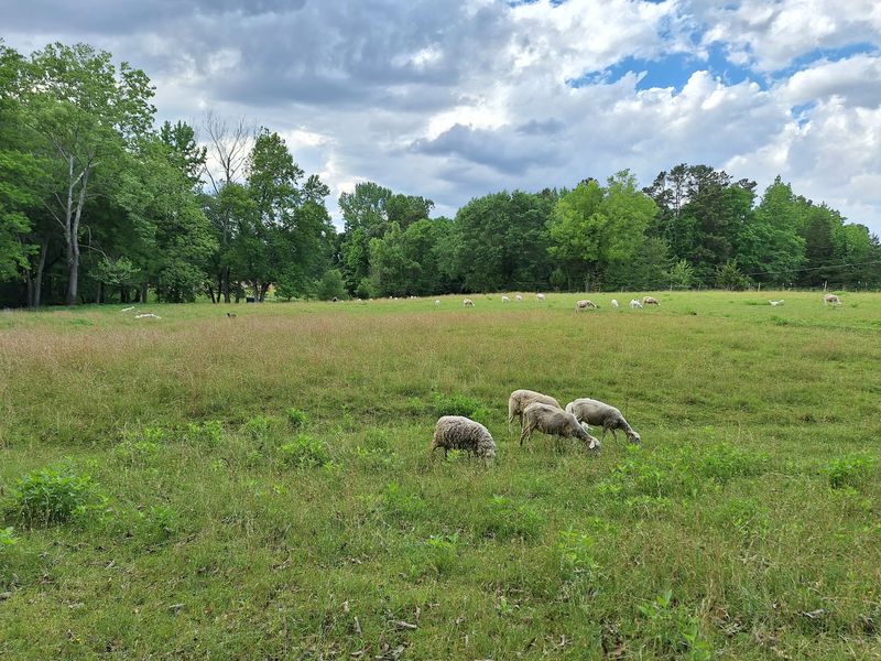 A Quiet Farm Off Brookhaven Mill Road