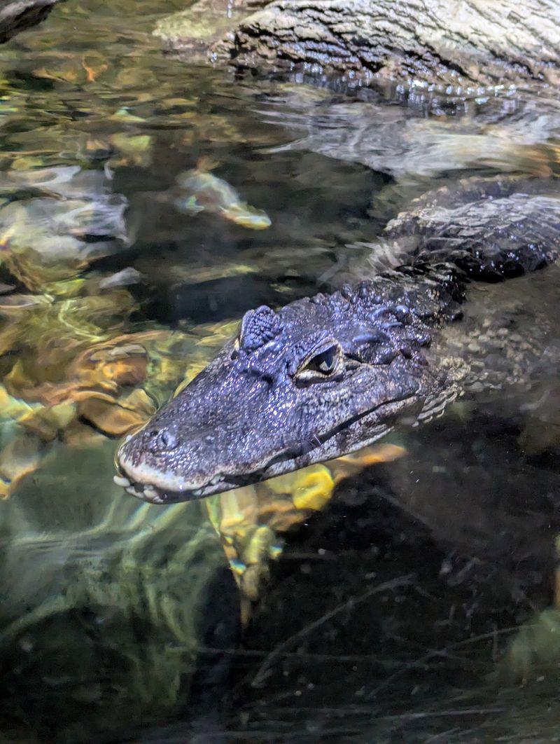A Rainforest Detour With Some Scaly Surprises