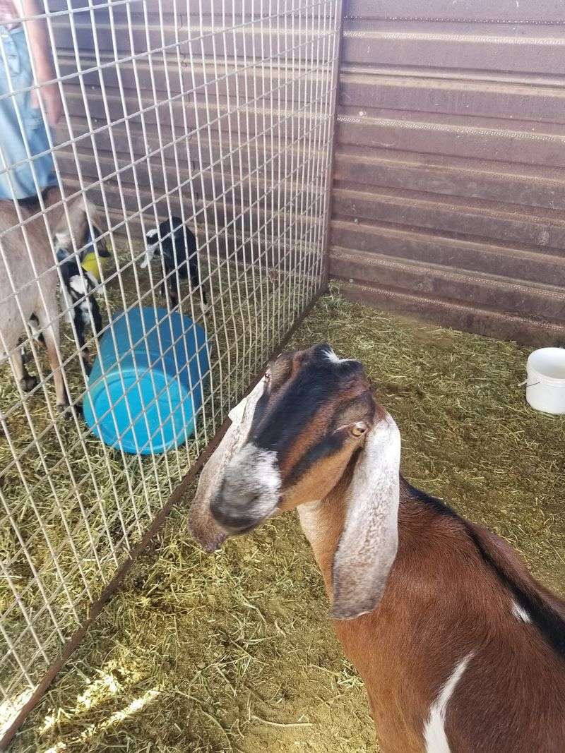 A Recent Setback for the Herd