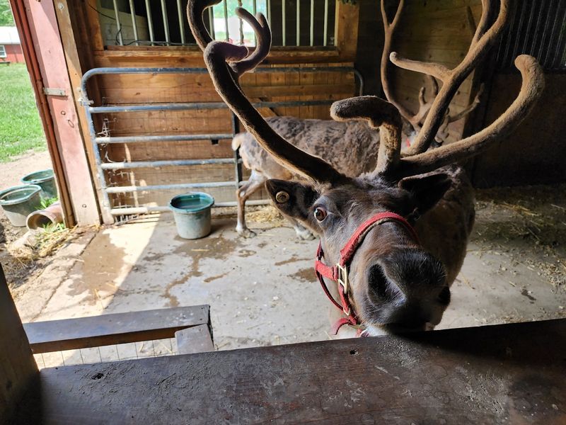 A Reindeer Farm Right Here In Ohio