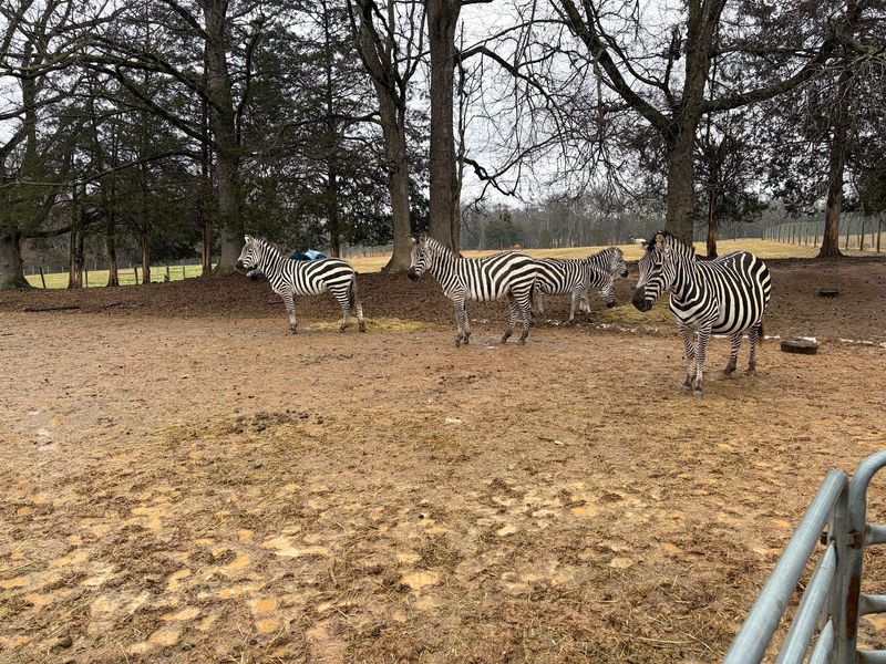 A Rescue Haven in Quiet Farm Country