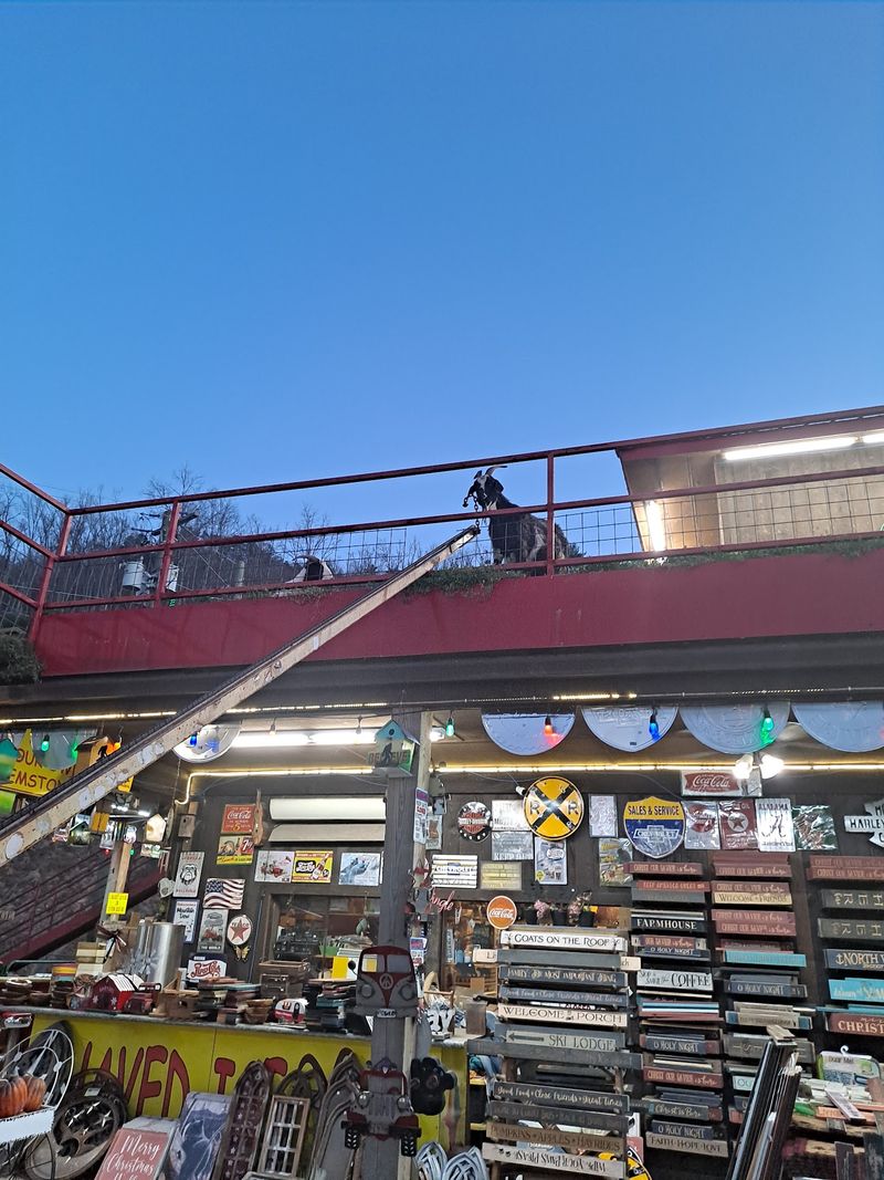 A Rooftop Herd Just Off Wears Valley Road