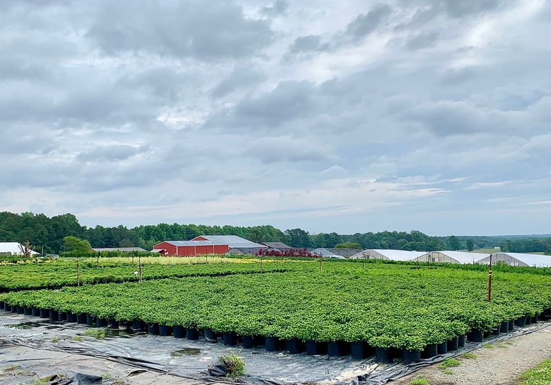 A Rural Plant Haven Off Old Stage Road