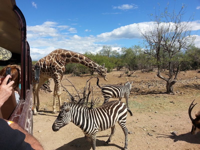 A Safari Stop in the Verde Valley