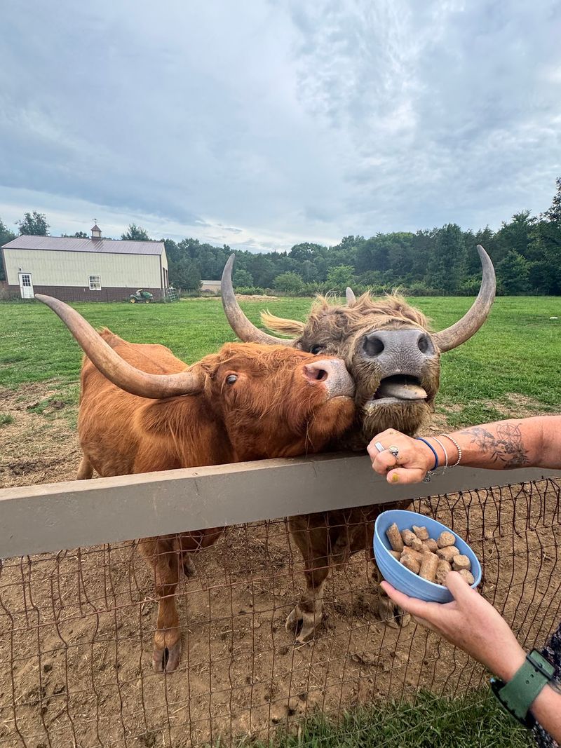 A Shaggy Surprise in Maury County A Shaggy Surprise in Maury County