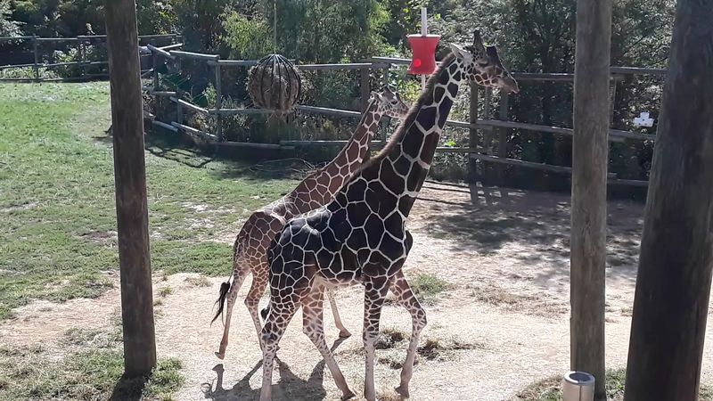A Small Zoo With a Big Heart
