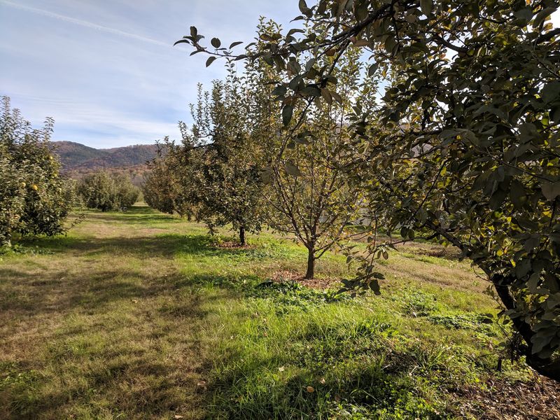 A Smoky Mountain Orchard on Cosby Highway A Smoky Mountain Orchard on Cosby Highway