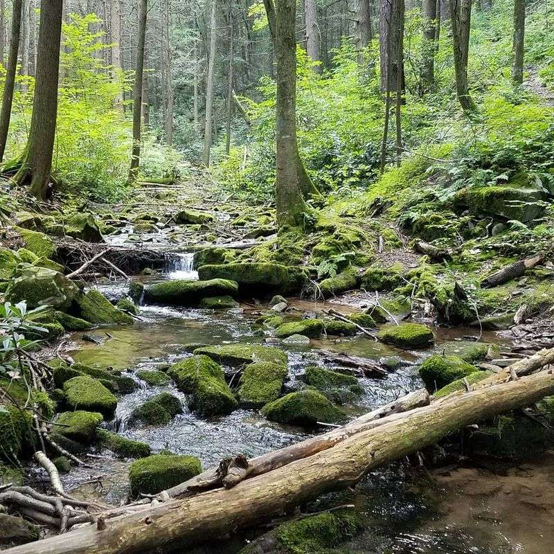 A Stream With a Loud Name A Stream With a Loud Name