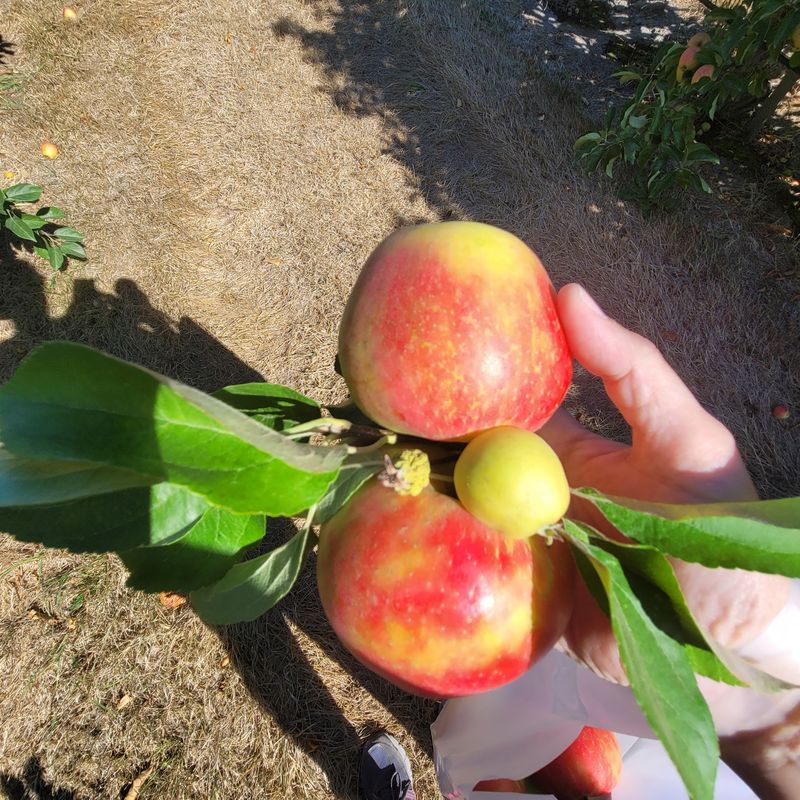 A Sweet Verdict on an Orchard Morning