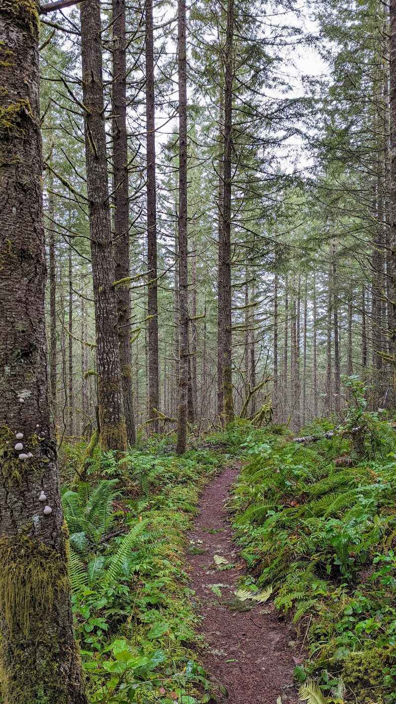 A Trail Tucked Into the Gorge