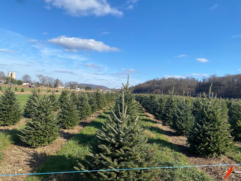 A Tree Farm Way Out in Warren County A Tree Farm Way Out in Warren County