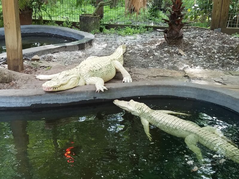 A Walkable Gator Park Packed With Exotic Neighbors