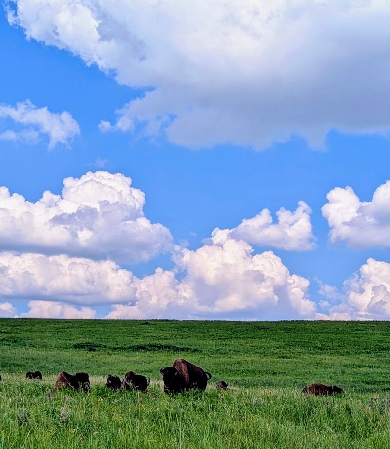 A Wild Corner of Osage County A Wild Corner of Osage County