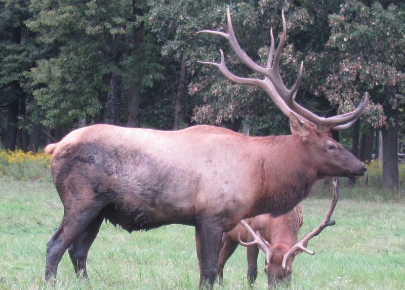 A Wild Pasture in the Northwest Suburbs