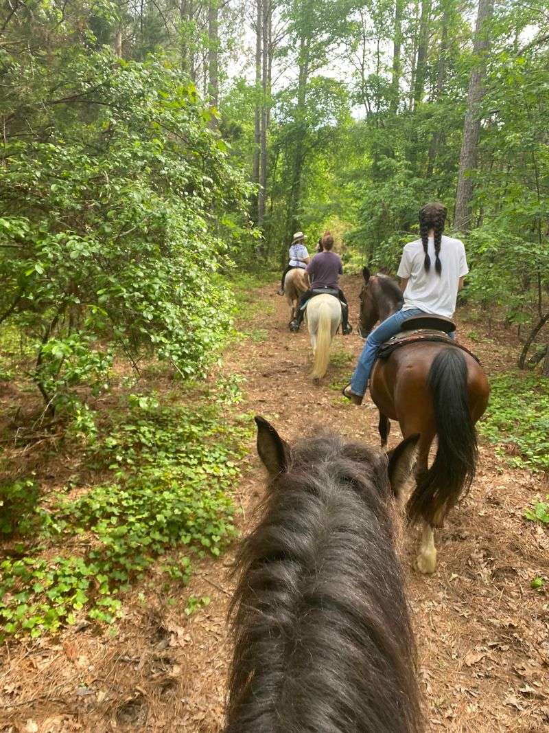 A Woodland Ride You Can Book Ahead A Woodland Ride You Can Book Ahead