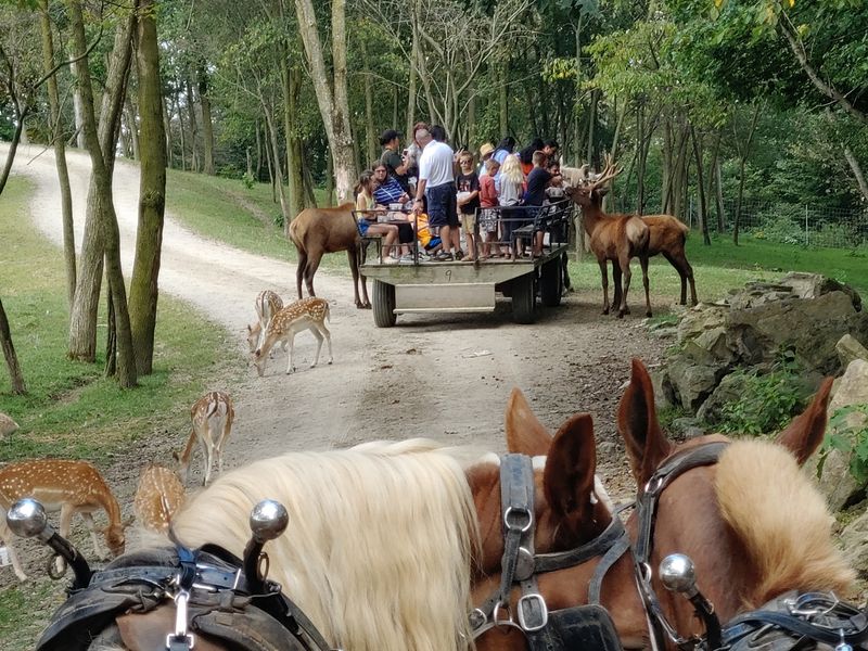 A Working Farm With Hundreds of Exotic Animals