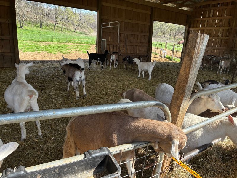 A Working Goat Dairy Just Outside Franklin