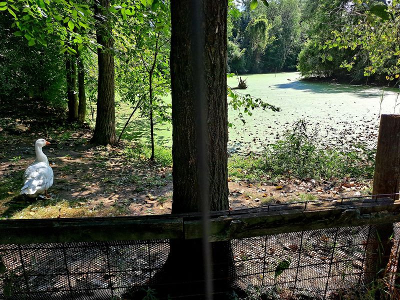 A Zoo Built Around a Forest Path A Zoo Built Around a Forest Path