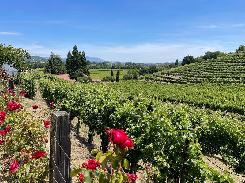 A. Rafanelli Winery, Healdsburg, California